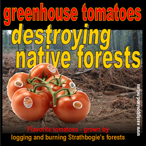 Murphy Fresh Flavorite tomatoes destroying native forests